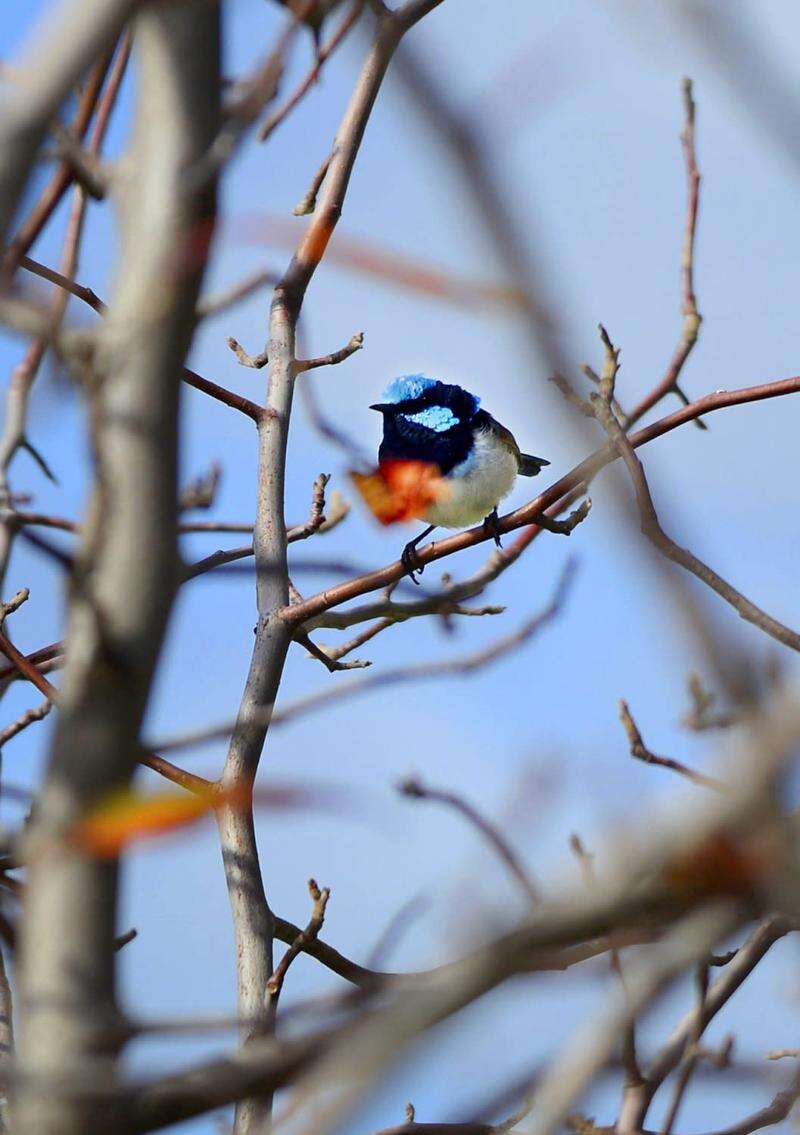 Birdwatchers encouraged to help with national bird count Country News