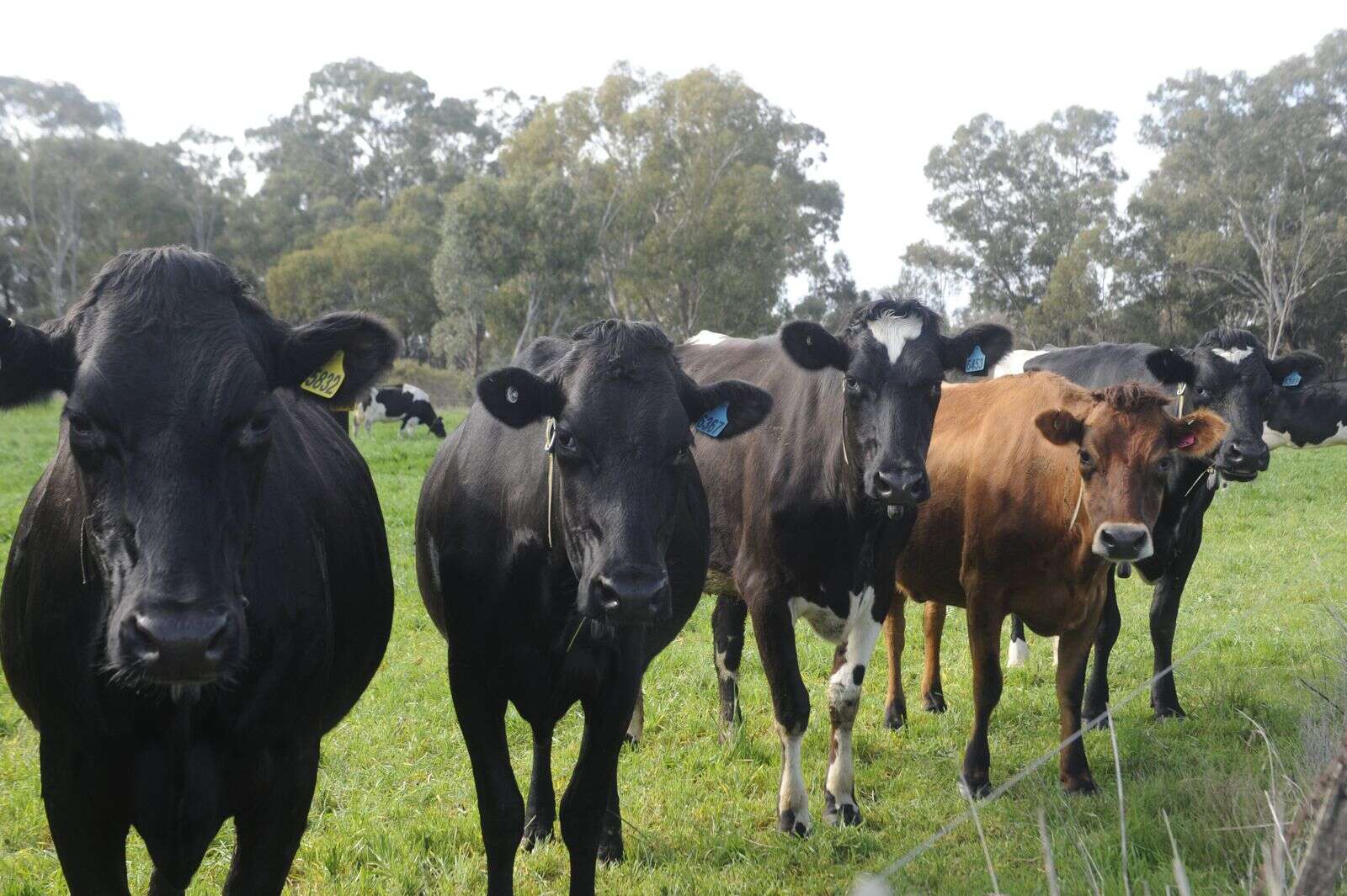 Gardiner scholarship applications open | Shepparton News