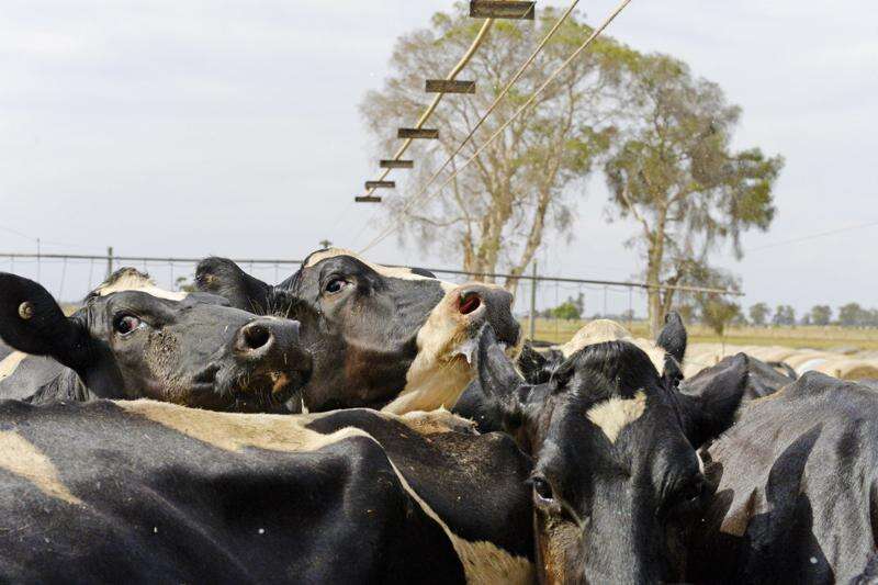 Sunburn danger for cattle | Country News