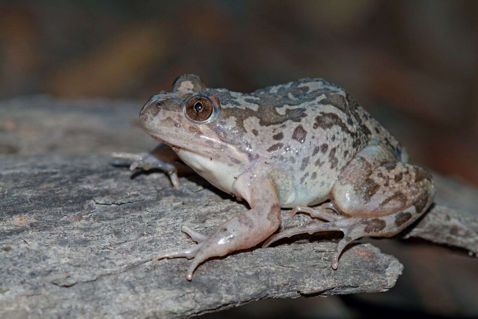 Frog has a dog of a call | Country News
