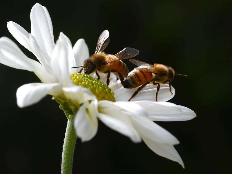 Bee-killing mite second wave raises food security alarm