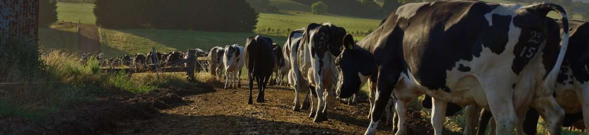 Bega leads the way for a sustainable dairy industry | Riverine Herald