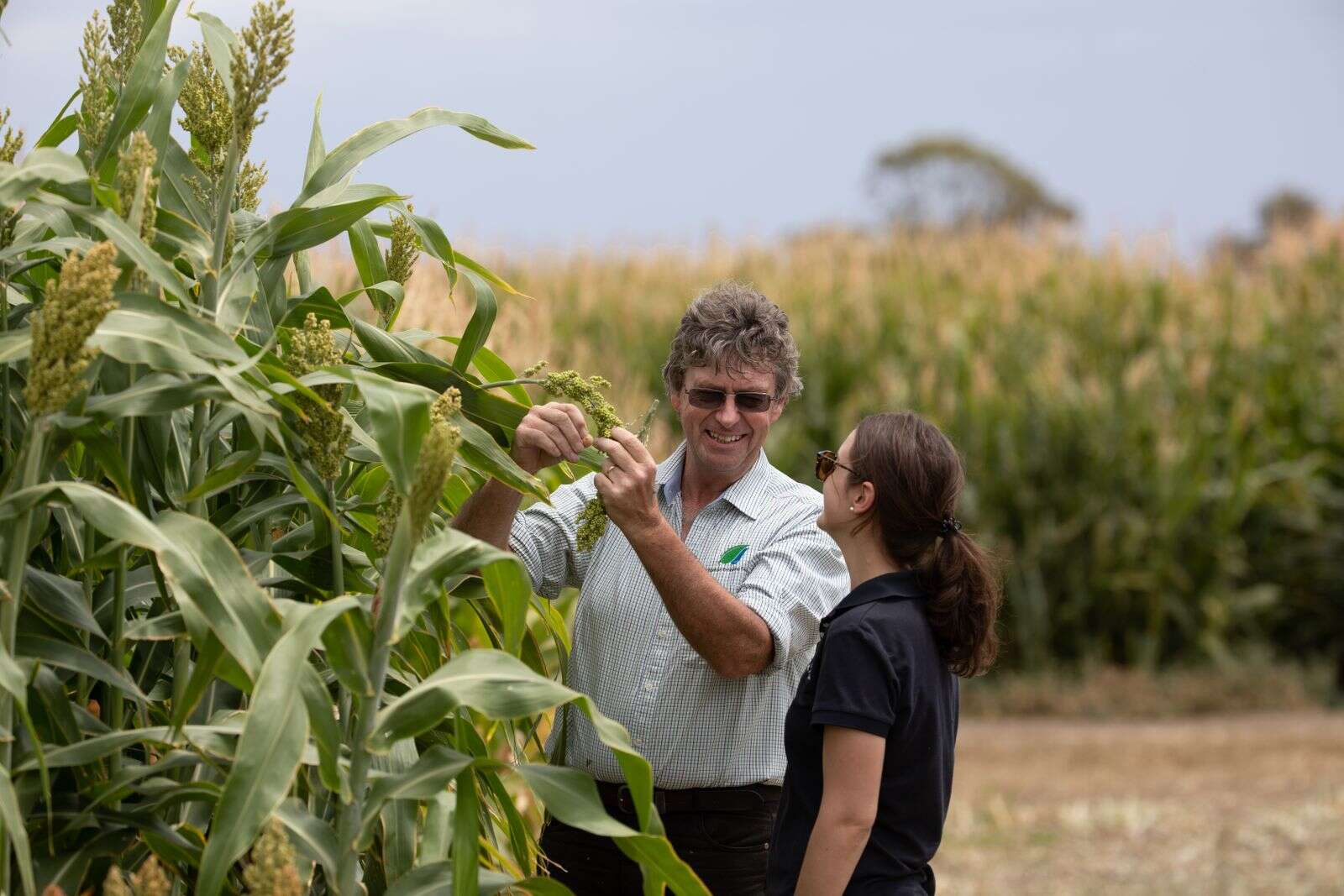 Fodder trials bust myths | Dairy News Australia