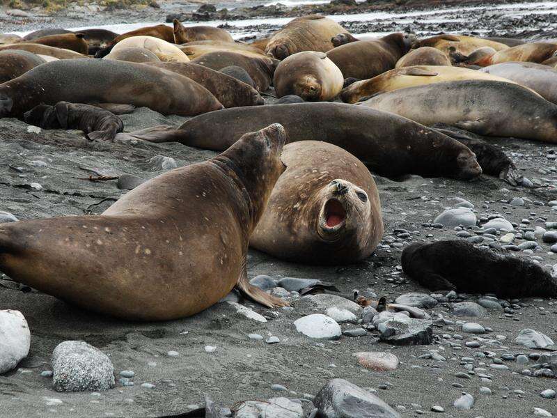 First bird flu detection on remote sub-Antarctic island