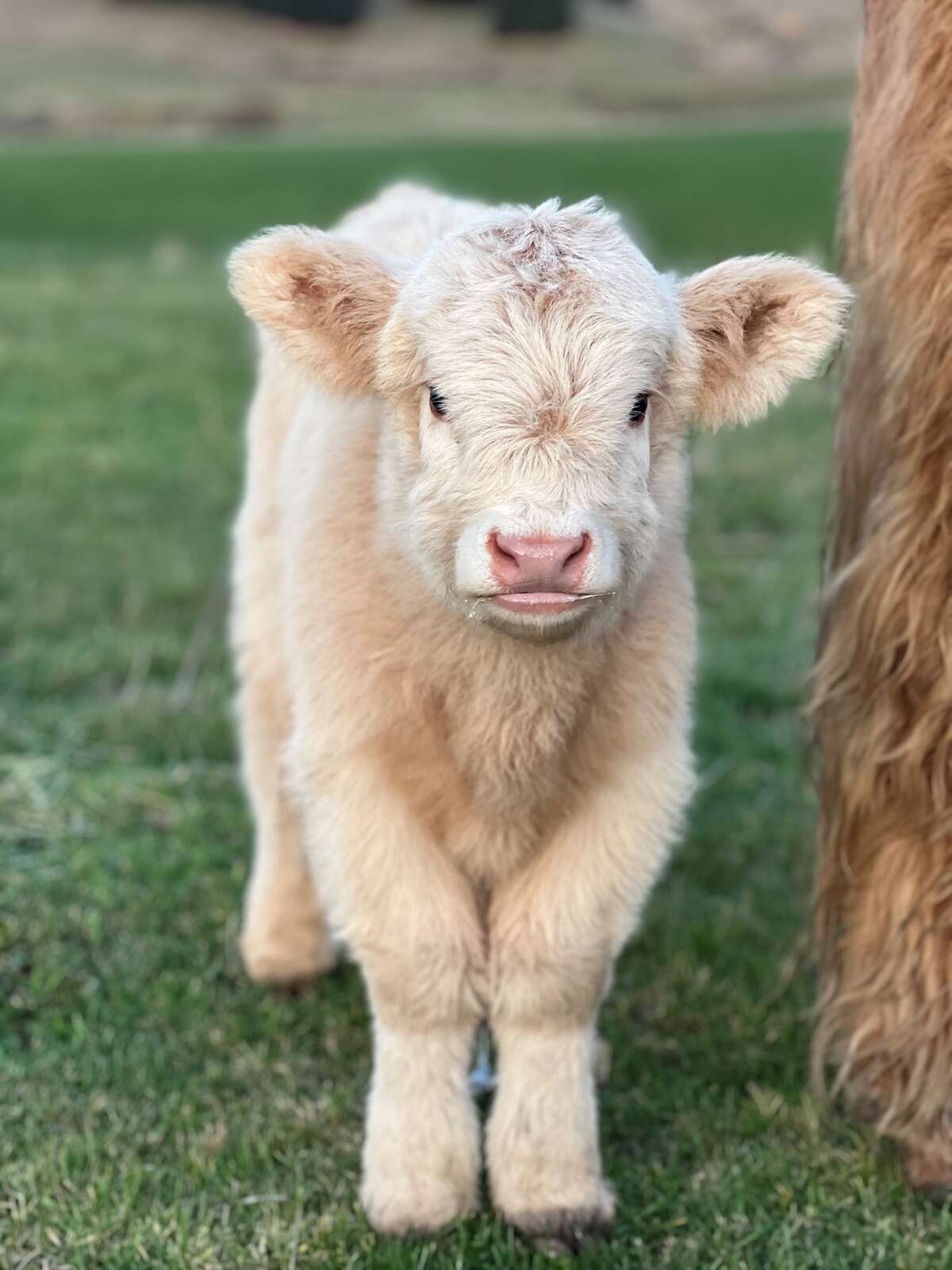 Taking the cattle without the horns | Riverine Herald