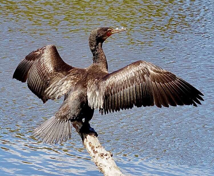 The bird that dries its own cape | Shepparton News