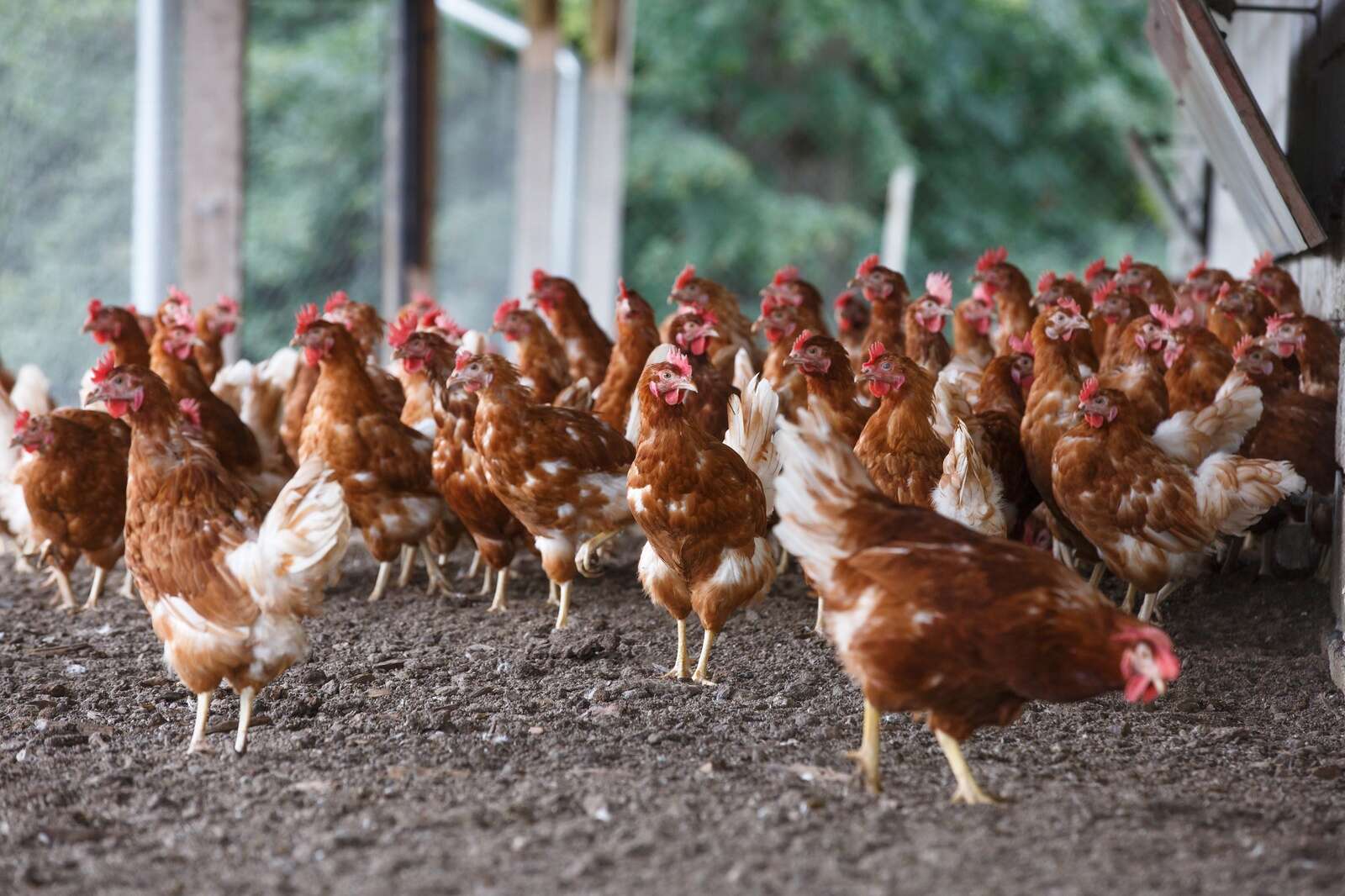 New data reveals $8b chicken meat industry