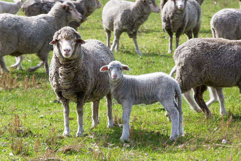 New lamb definition Country News