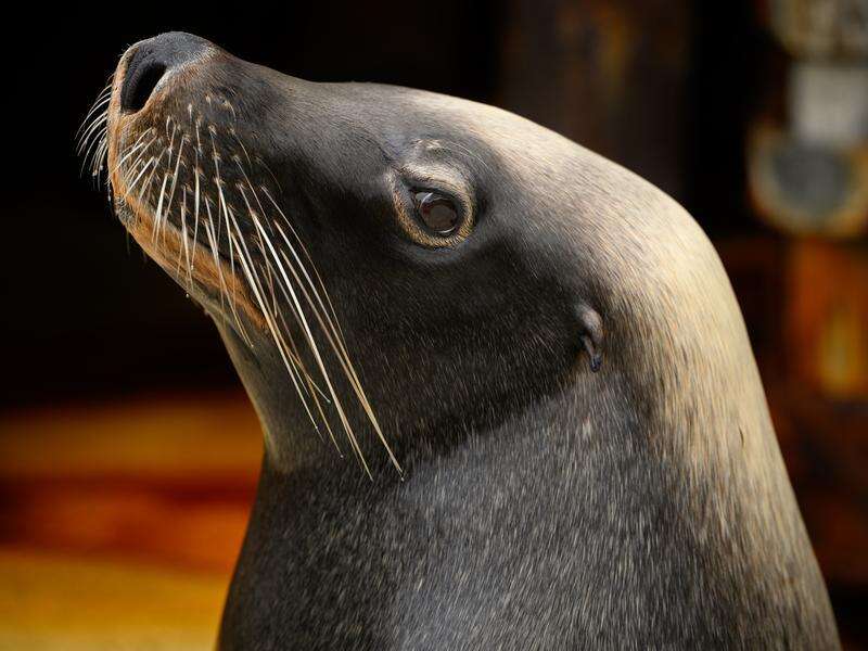 Bird flu could wipe out endangered sea lion population