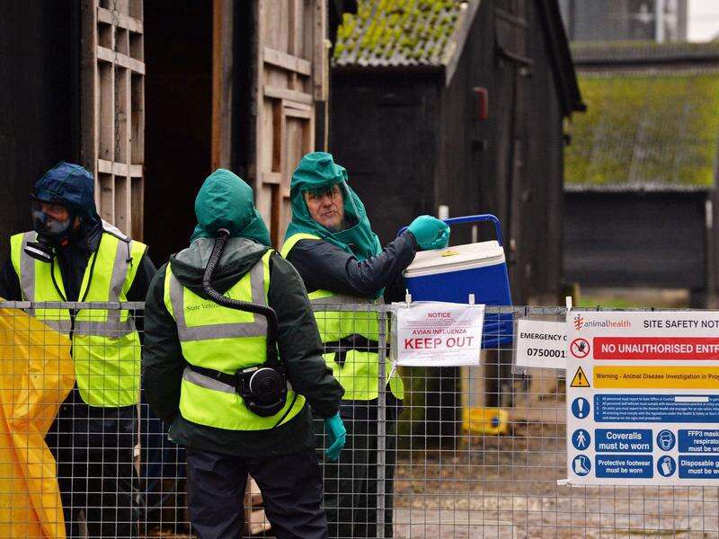 UK reports human case of avian flu