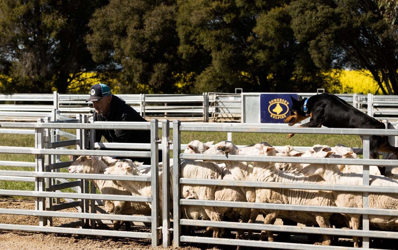 get-around-to-the-euroa-yard-dog-trials-country-news