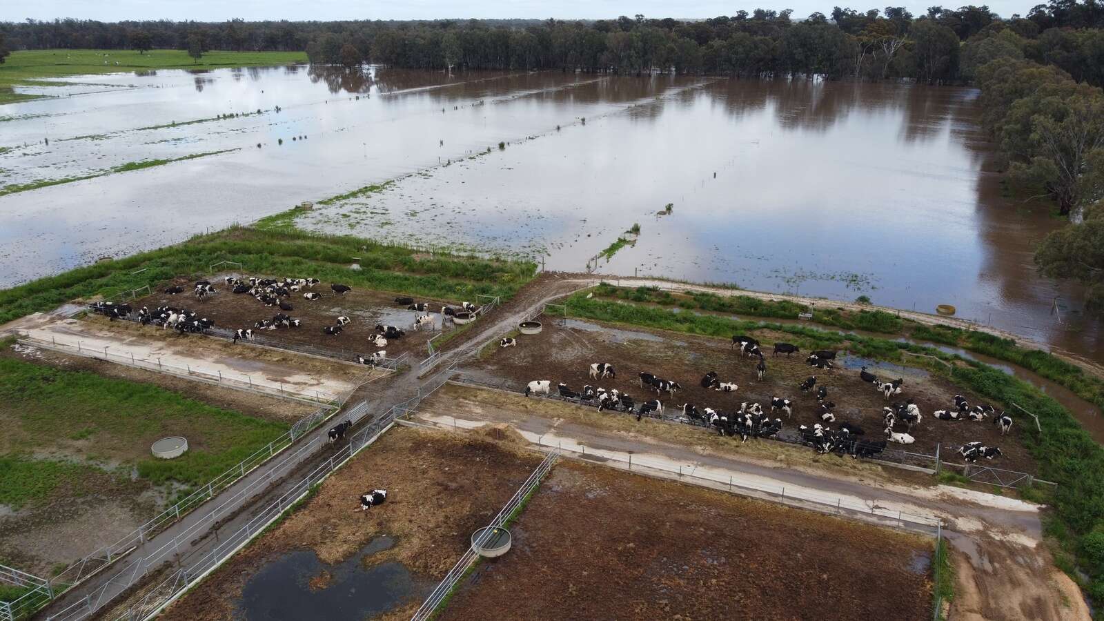 Dookie farm survives inundation Country News