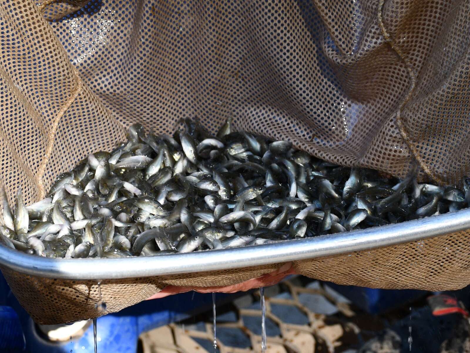 Fingerlings releases to fight carp invasion | Deniliquin Pastoral Times