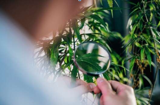 Understanding Cannabis Seed Genetics: Agribusiness Insights