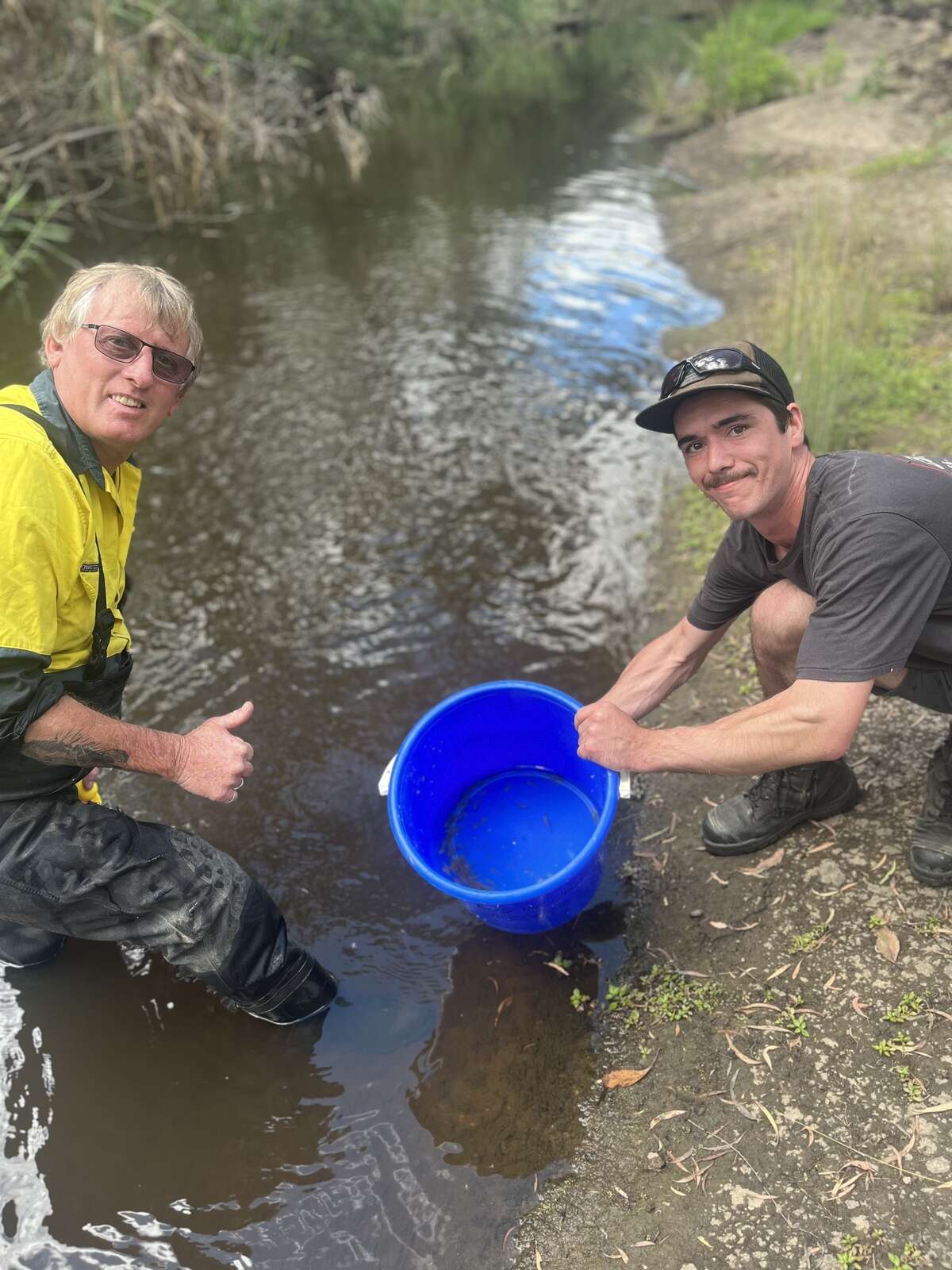 Trout cod numbers get a nudge Country News