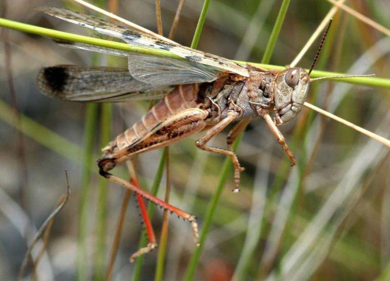 Locusts likely to hatch in north-west Victoria | Country News