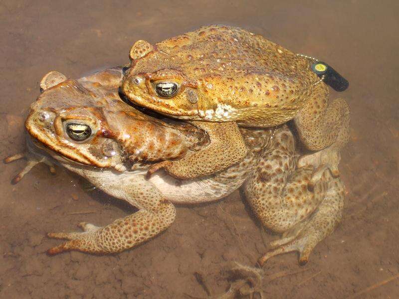 Cane toad-break zone to stop notorious pest march in WA | Kyabram Free ...