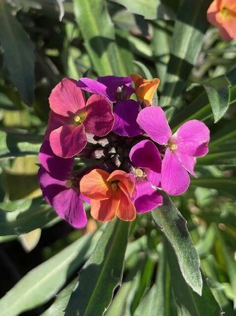 Growing for Success | Bloom through winter: Colour that lasts ...