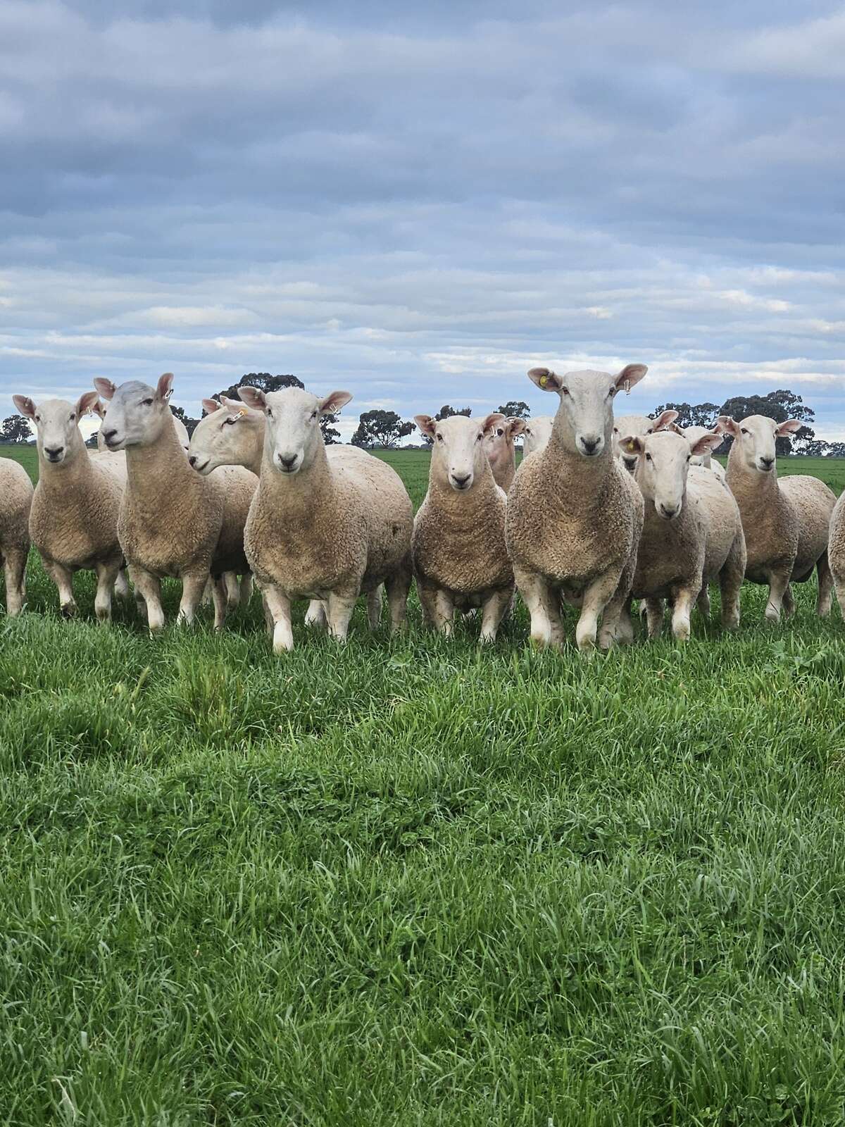 Spring brings optimism ahead of ram sale | Country News