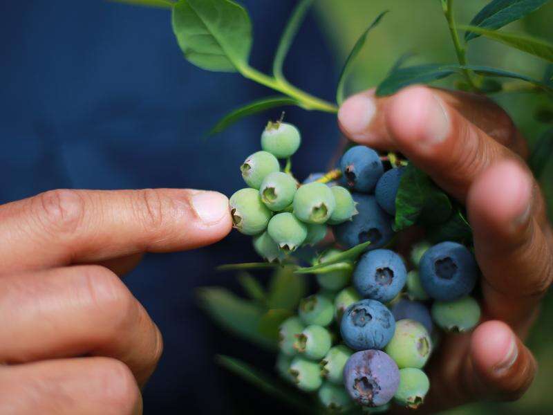 Pacific workers stay silent to keep their jobs