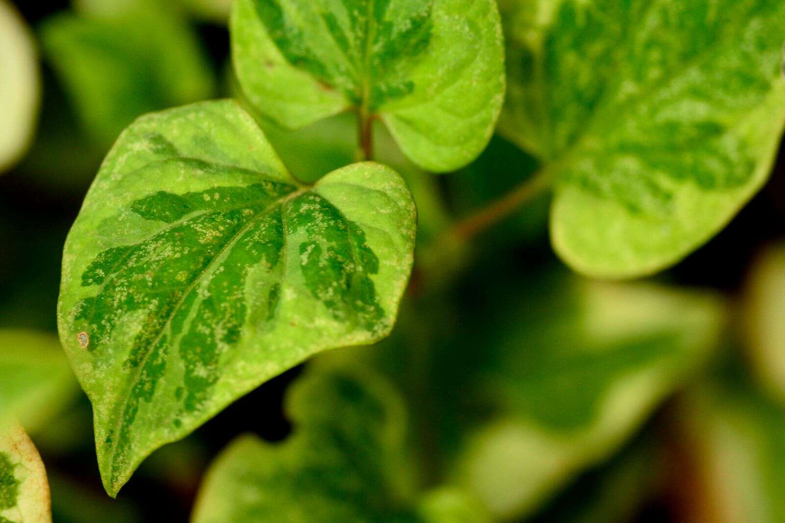 Shoppers return dead plants Country News