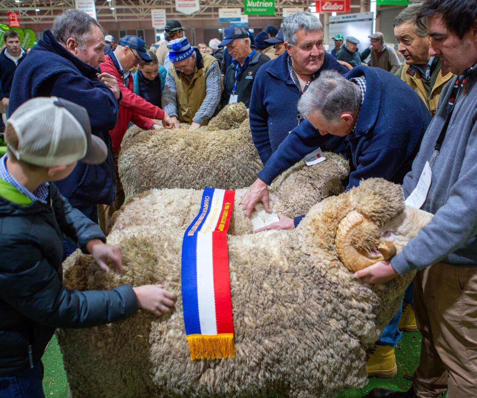 Warm as wool | Country News