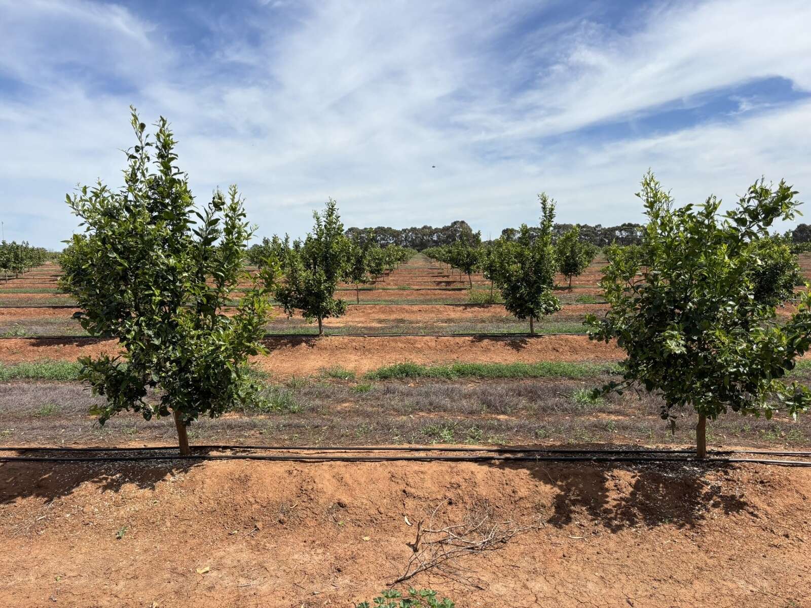 Prime Goulburn Valley mandarin orchard hits the market | Country News