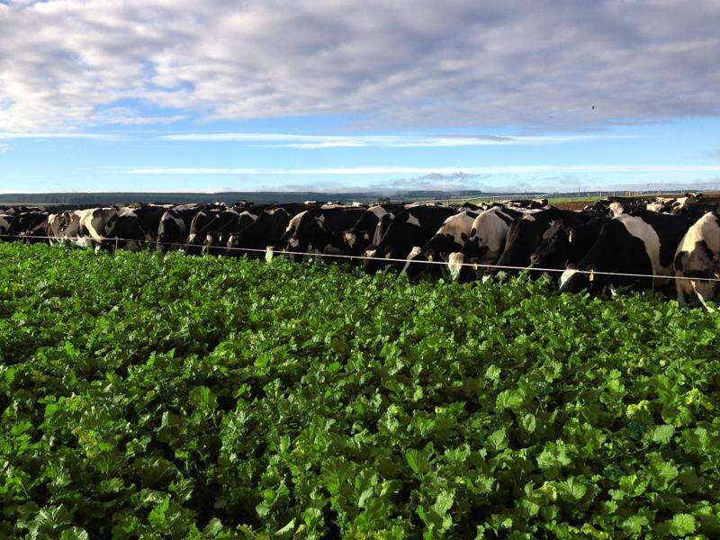 The fastest maturity summer turnip Dairy News Australia