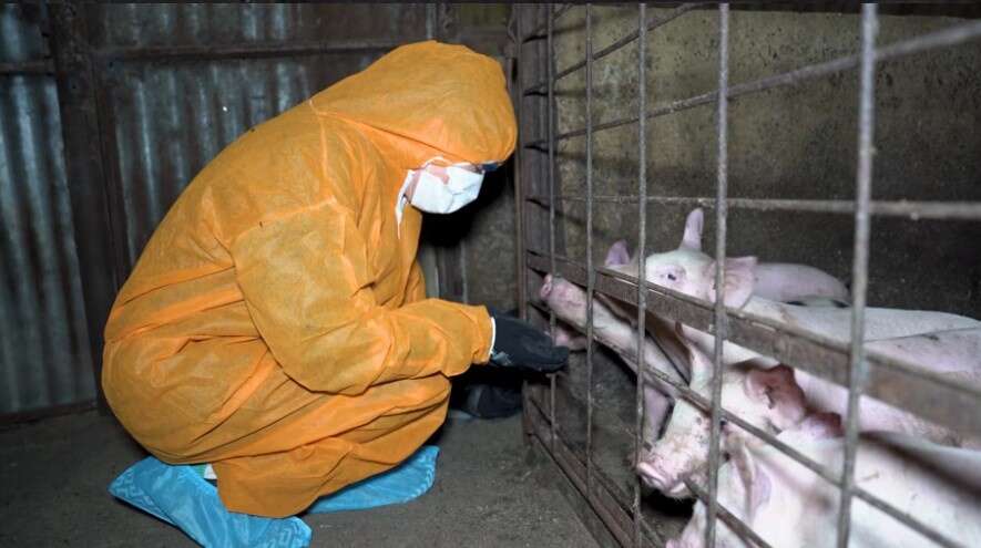 VFF condemns activists invading piggeries | Country News