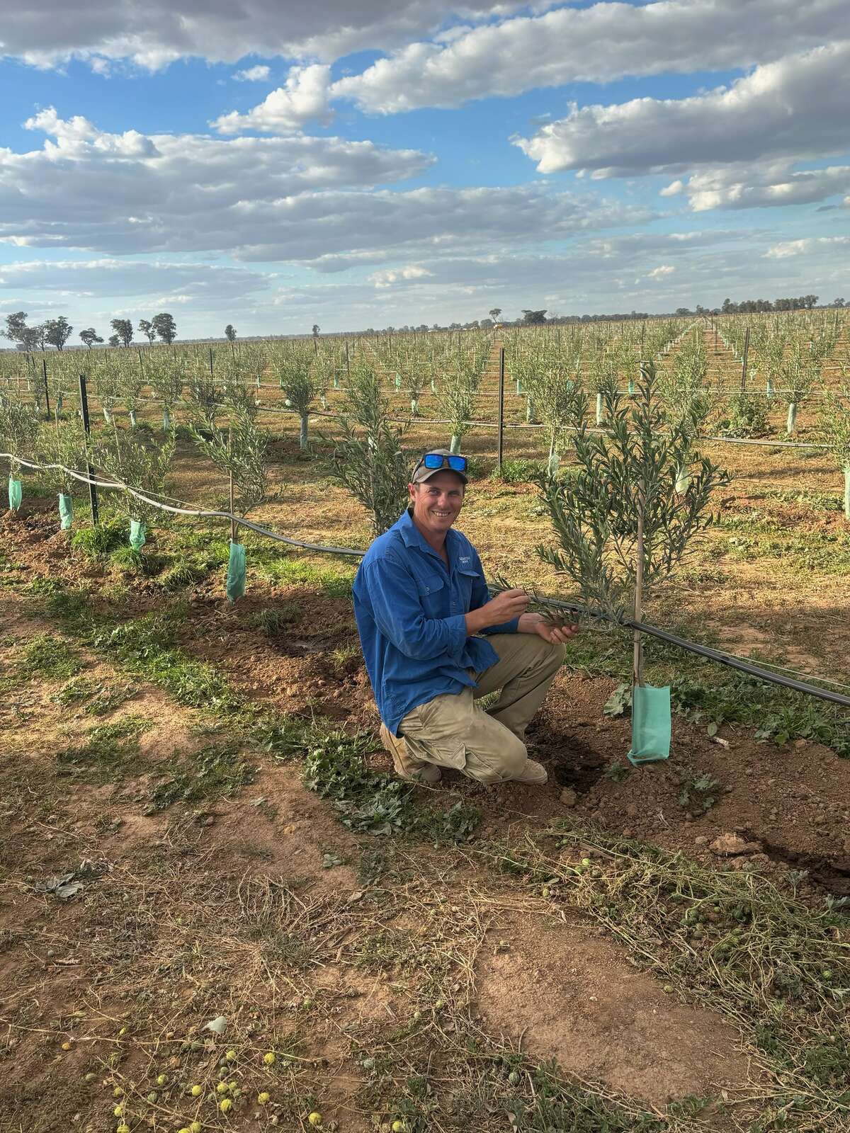 On the Grapevine | The olive oil expert