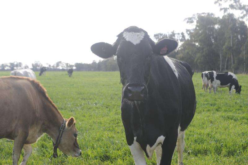 Farmers push for fairer milk prices