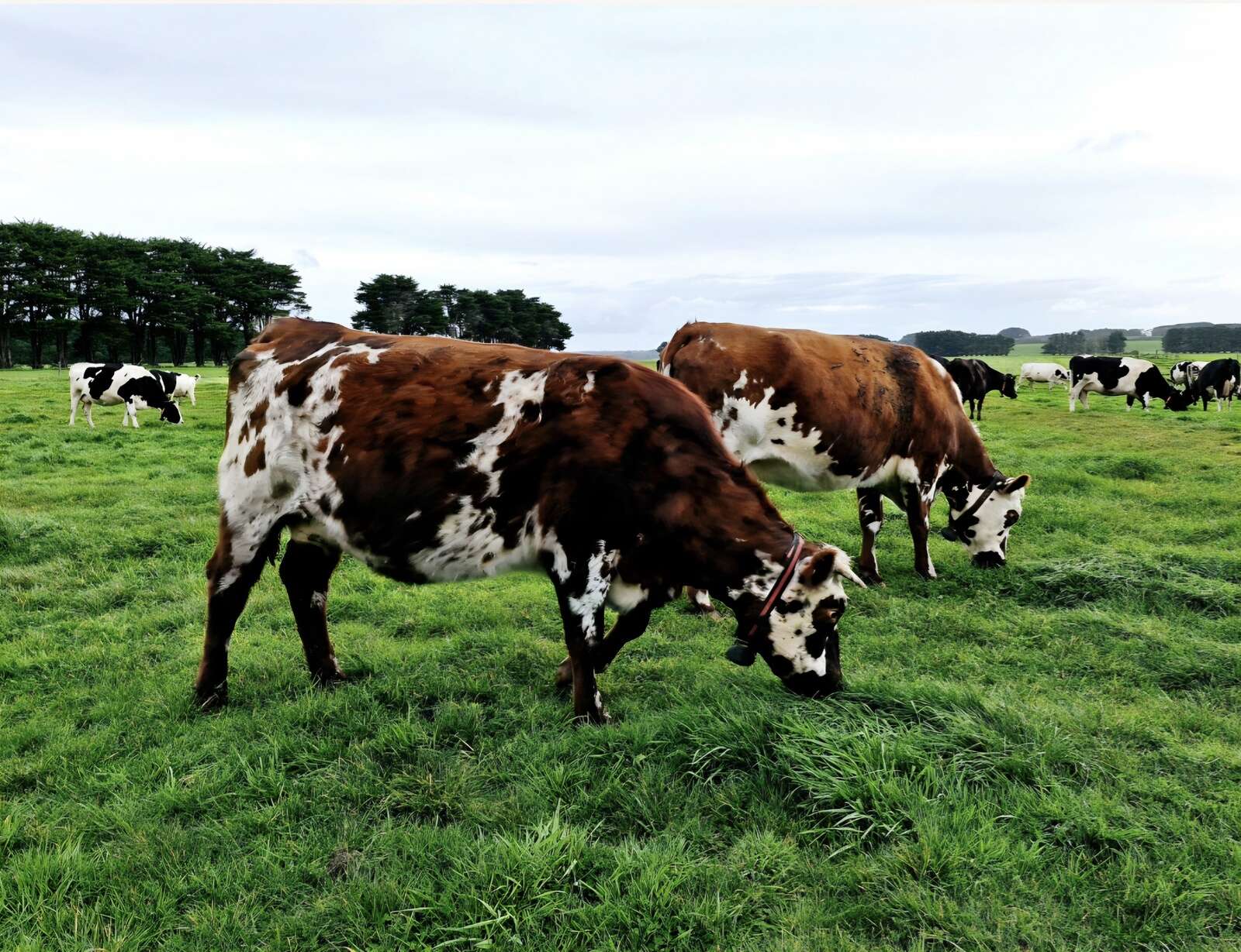 Agricultural industry urged to be on scam watch
