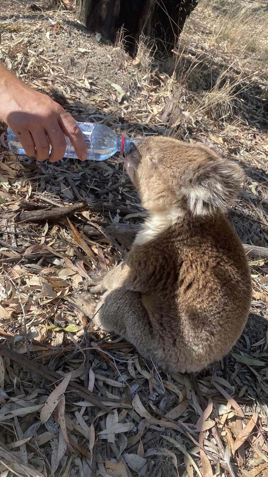 Greg calls koala-fied rescuers | Shepparton News