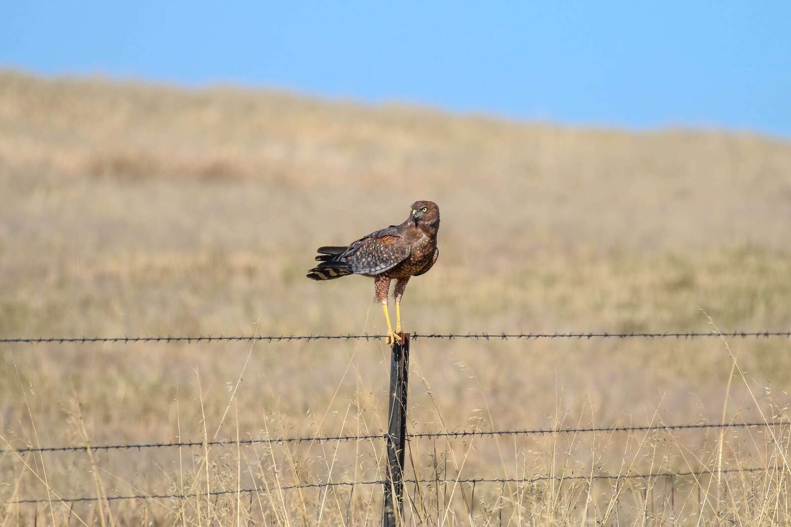 Year of the raptor, month of the harrier | Country News