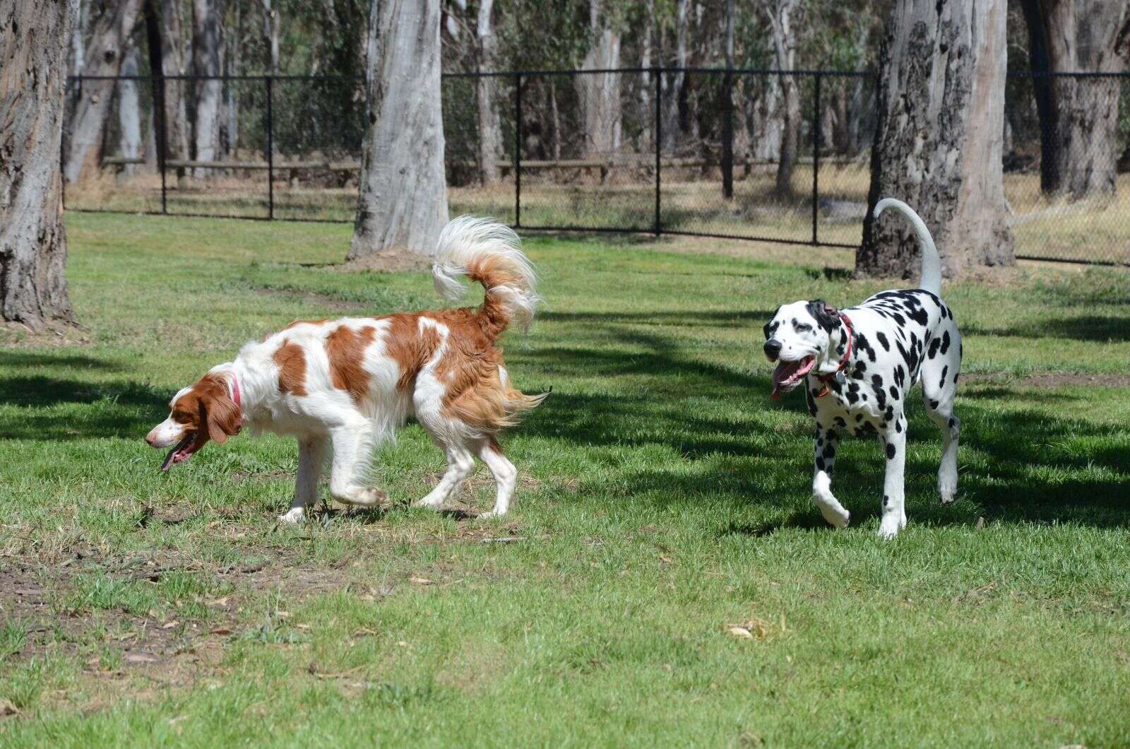 Picture of ‘Bored, barking dogs out of backyards’: New off-leash dog park now ...