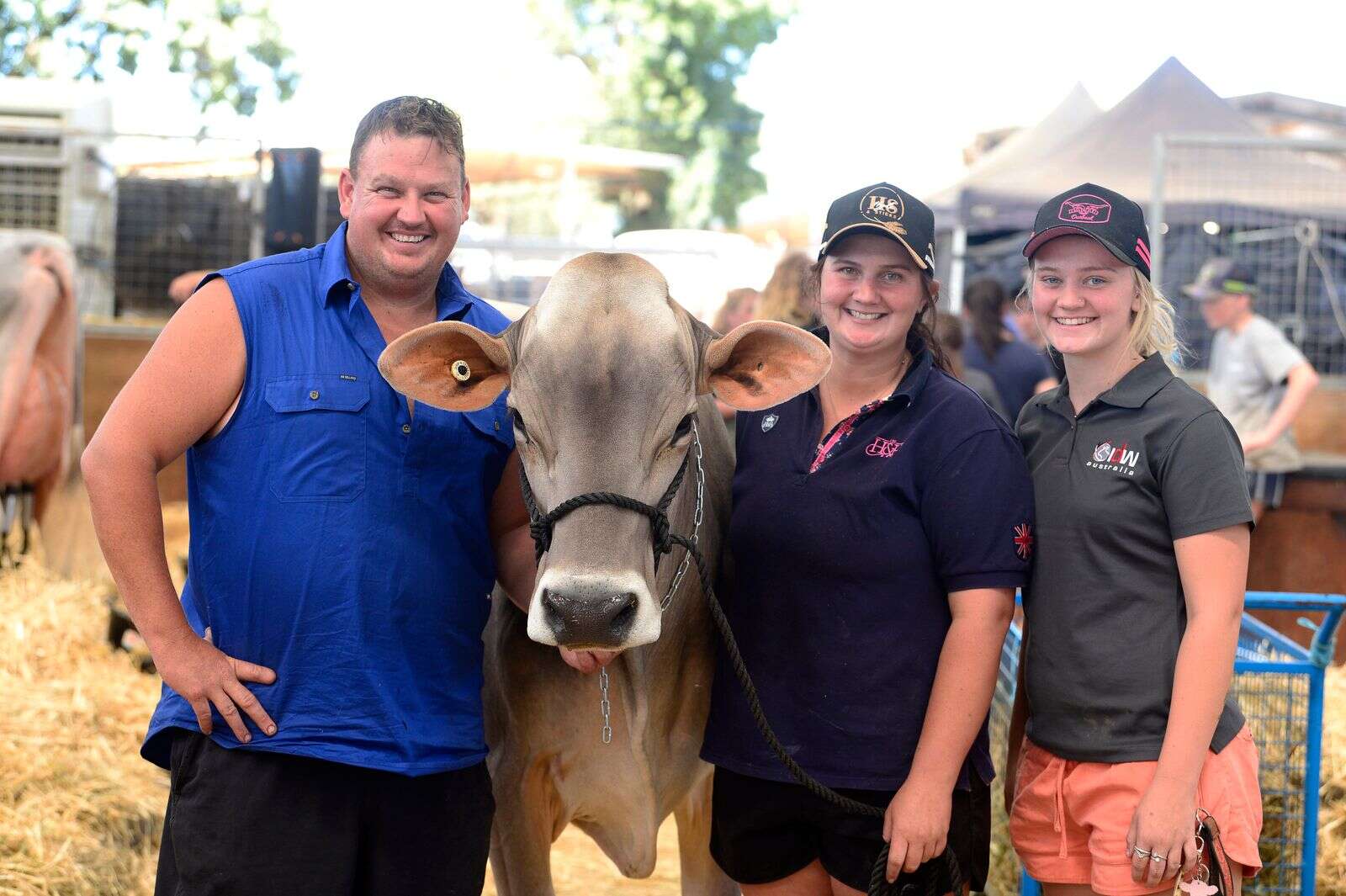 Record paid for Brown Swiss Dairy News Australia