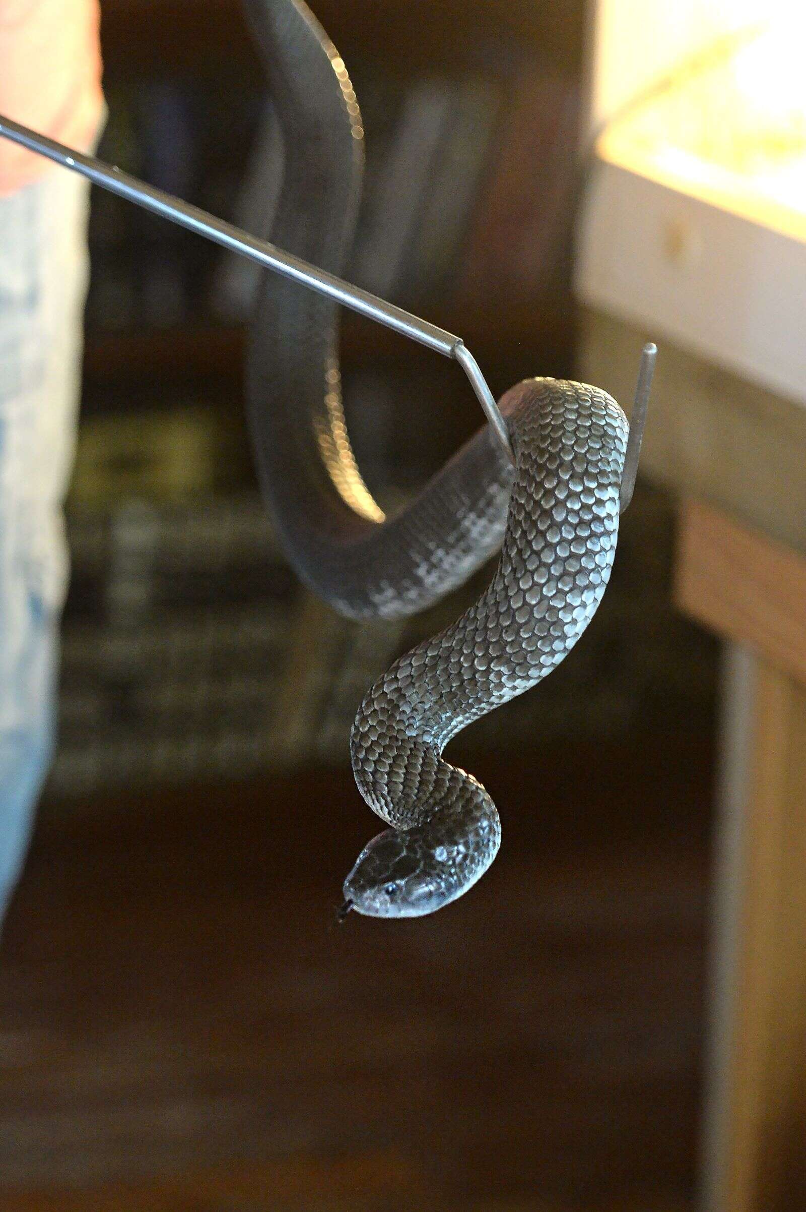 Goulburn Valley snake catcher shares advice ahead of hatching season