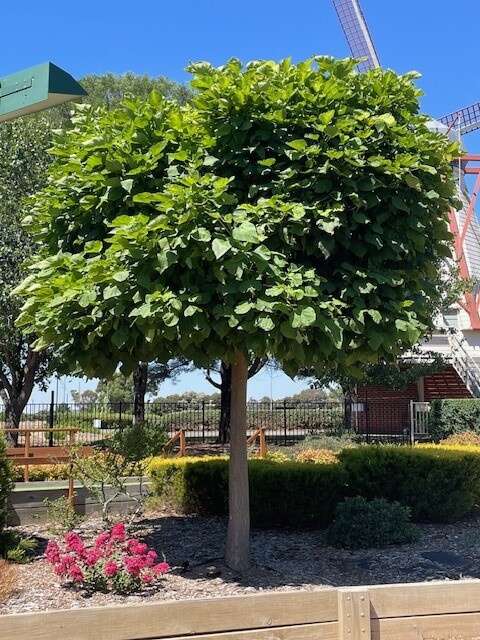 Growing for Success | Finding the right shade tree — it’s easier than ...
