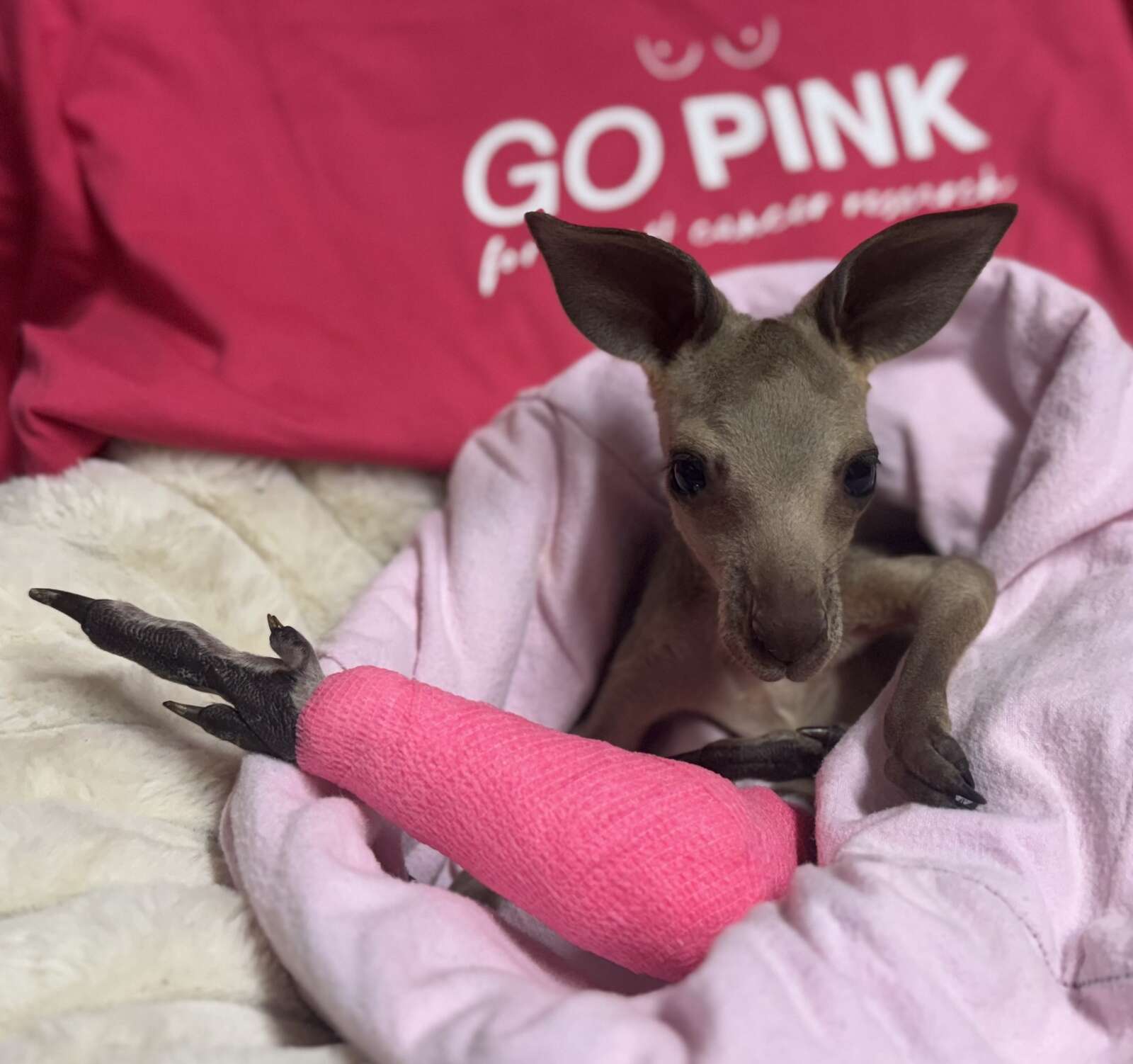 Kangaroo joey Foggerty rocks pink