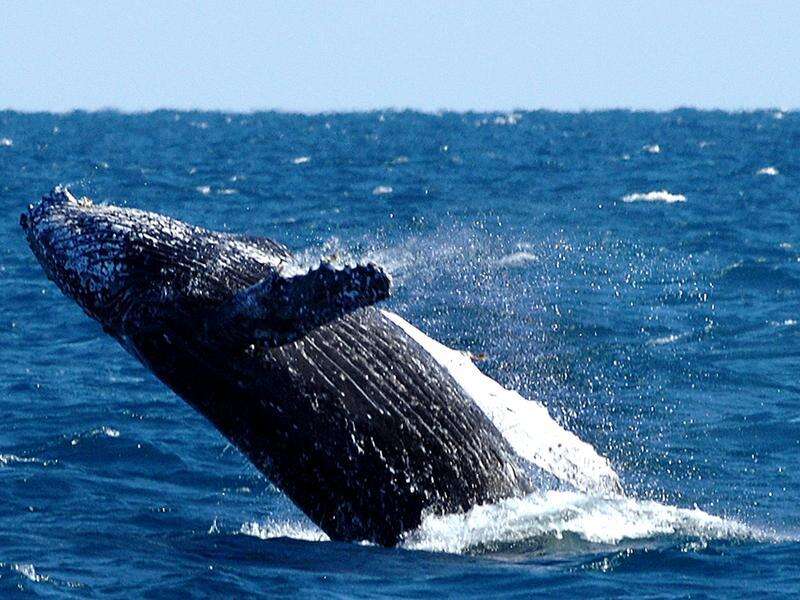 Whale Populations on the Rise: Hope Amidst Challenges at the IWC Meeting