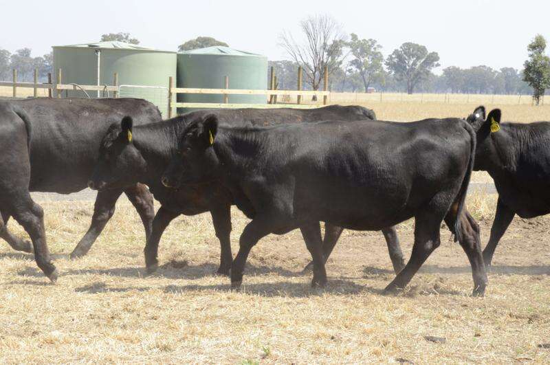 Modelling used to calculate the impact of beef on climate change ...