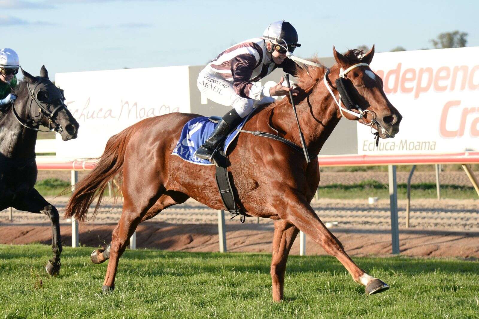 Beautiful Bee caps off Echuca races | Riverine Herald