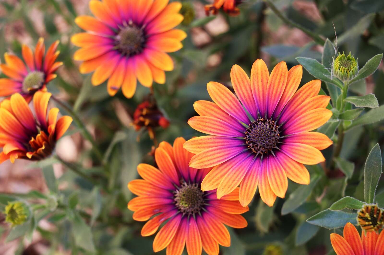 Daisy magic blooms Shepparton News