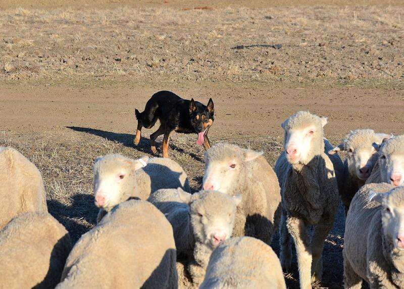 Rescue dog now rules the roost on Deniliquin sheep farm | Country News
