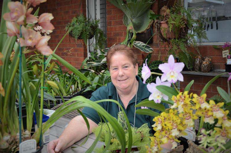 Orchid festival will delight Country News