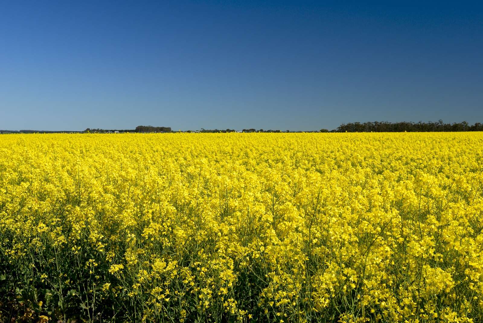 Central North Renewable Energy Zone abolished