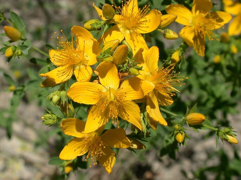 Effective control of St John’s Wort | Country News