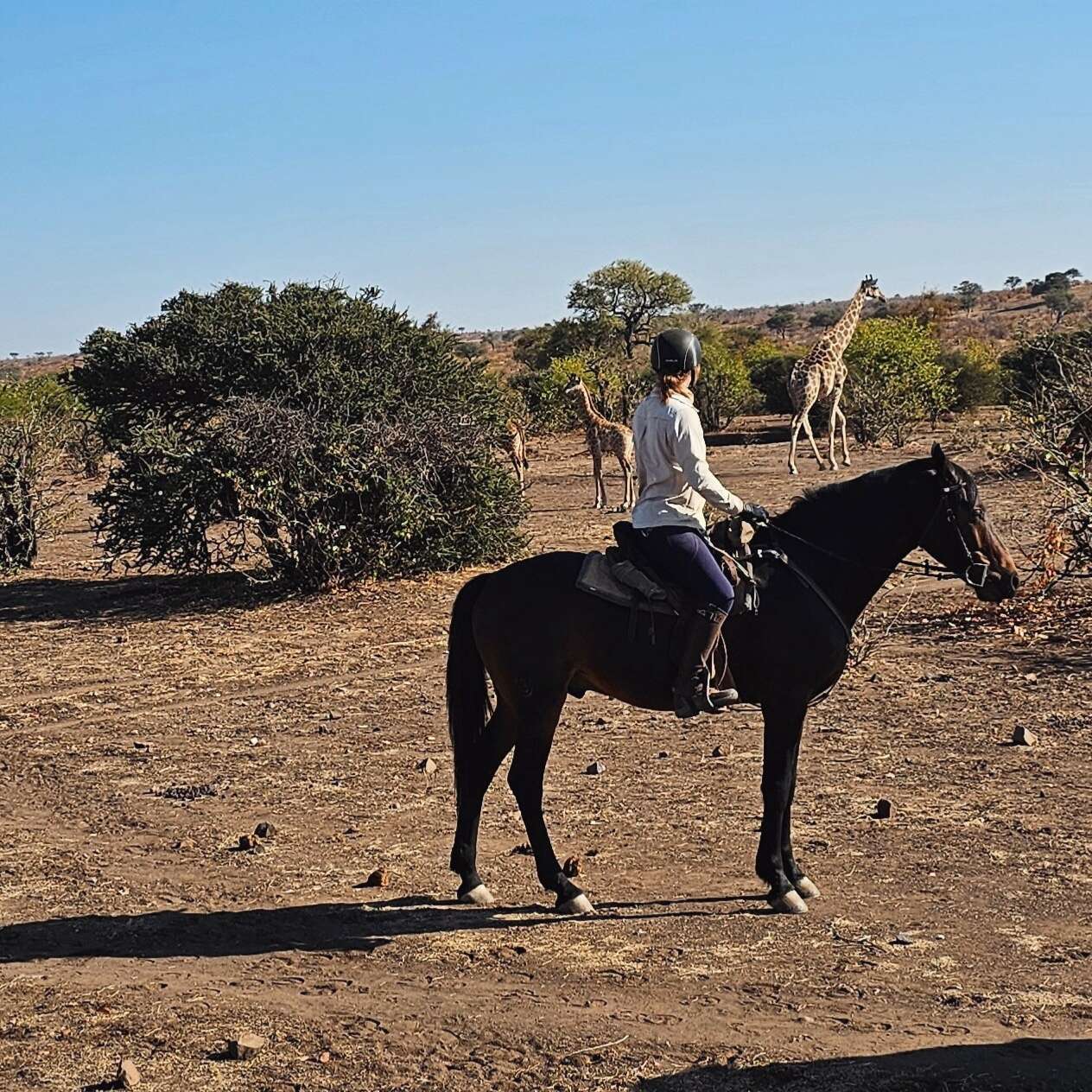 Searching for lions on horseback