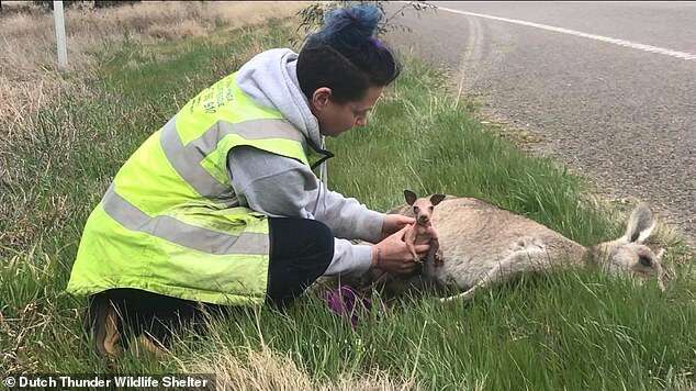 Do you know what to do if you hit an animal with a vehicle? | Riverine ...