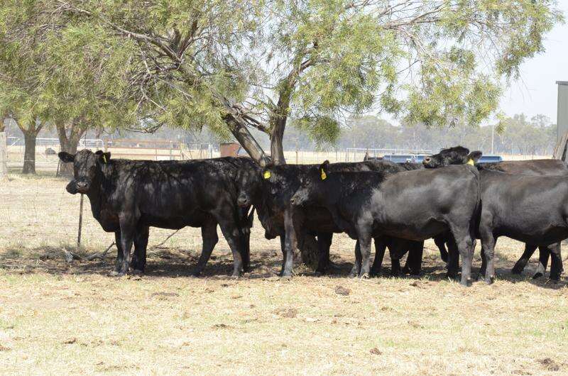 Beef poised for growth | Shepparton News